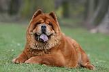 CHOW CHOW 738